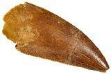Serrated, Raptor Tooth - Real Dinosaur Tooth #273542-1